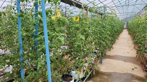 農產品有了“身份證” 推進初級食用農產品全程可追溯體系建設
